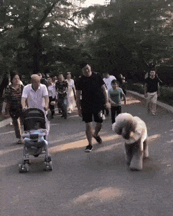 아직도 자기가 강아지인줄 아는 댕댕이.gif | 인스티즈