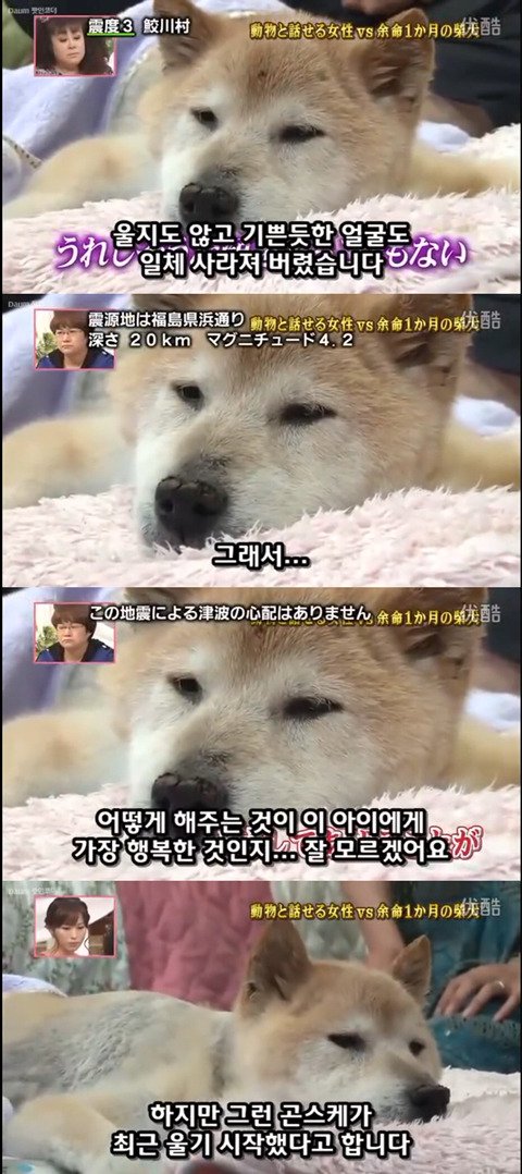 사고로 하반신 마비가되자 주인에게 비참하게 버림받은 시바견 사연 (애니멀 커뮤니케이터 하이디) | 인스티즈