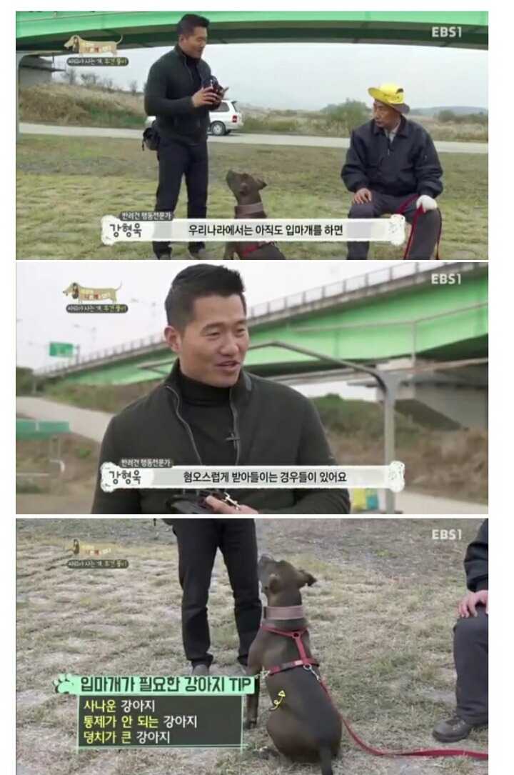 개들 밖에서 입마개를 해야하는 이유 | 인스티즈