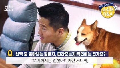 강아지가 산책 중 뒤 돌아보는 이유 | 인스티즈