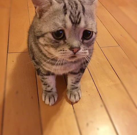 금방이라도 울 것 같은 울상 고양이 루후😿 | 인스티즈