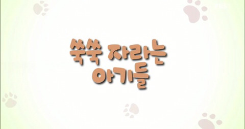 댕댕이와함께보는 댕댕 아깽 힐링영상 ＜야옹멍멍 귀여워-쑥쑥자라는 아기들＞ | 인스티즈