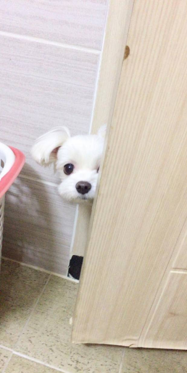 댕댕이 있는 집에서 화장실 가면 생기는 일 | 인스티즈