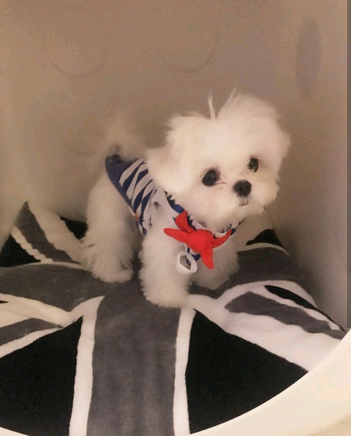 슈퍼주니어 이특이 키우는 반려견 심쿵이.jpg | 인스티즈
