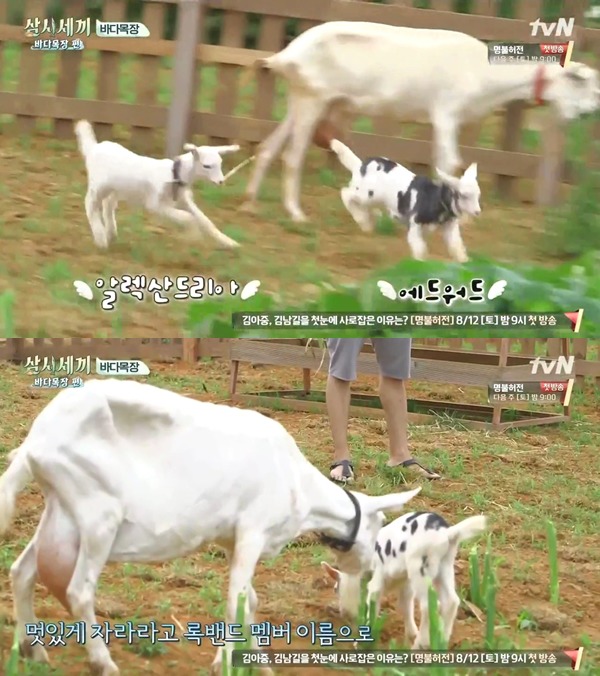 삼시세끼 이서진의 네이밍 센스 ㅋㅋㅋㅋ | 인스티즈