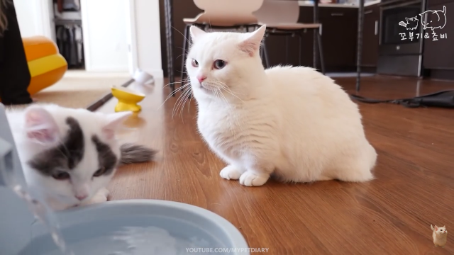 보고 있으면 힐링 되는 고양이 유튜브 채널 | 인스티즈