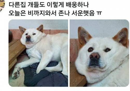 주인 배웅해주는 댕댕이.jpg | 인스티즈