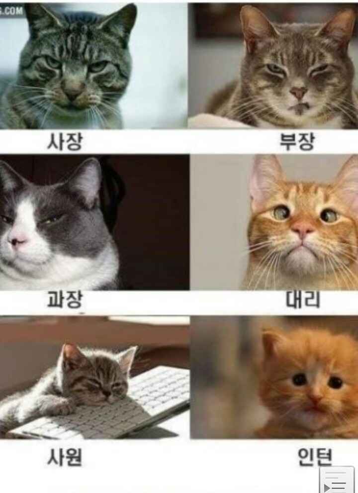 냥냥이회사vs댕댕이회사 | 인스티즈