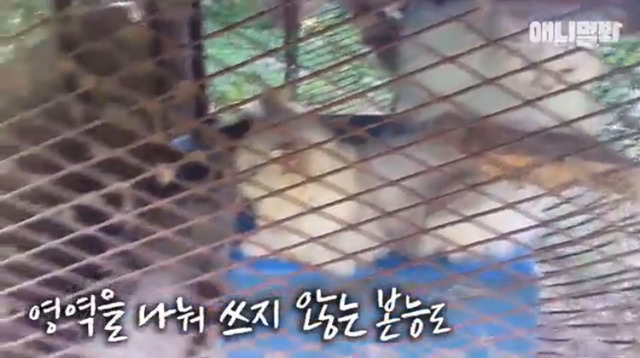 고양이 공장도 없애야됨 | 인스티즈