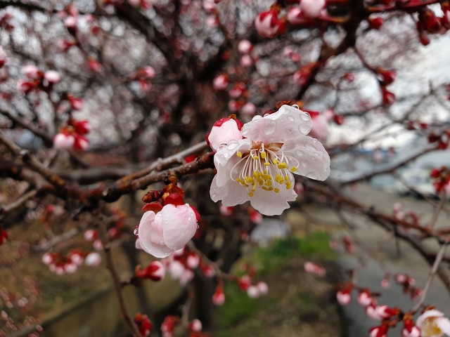 99E893375C9F0ED91CD64B