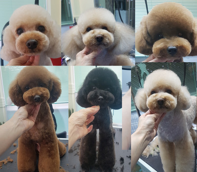 위캔디 이미지