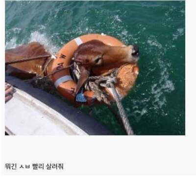 소가 이미지