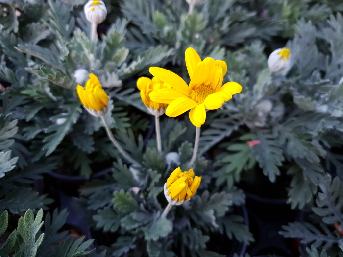 99F1C23C5CB2B73014401D