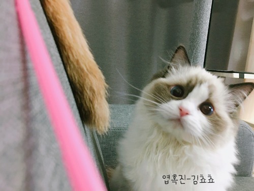 랙돌 고양이 쵸쵸의 매력에 빠져들것이다 | 인스티즈