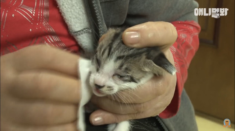 새끼고양이 열마리 키우는 엄마냥이 | 인스티즈