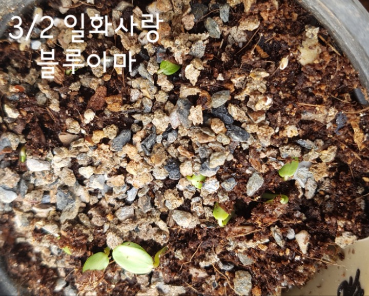 블루아 이미지