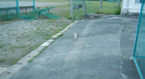 길냥이한테 살아있는 생선을 주면???.gif | 인스티즈