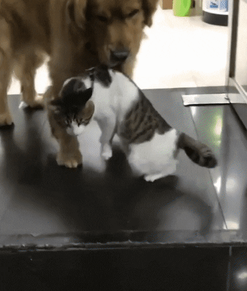 냥냥이 싸움 말리는 인절미 | 인스티즈