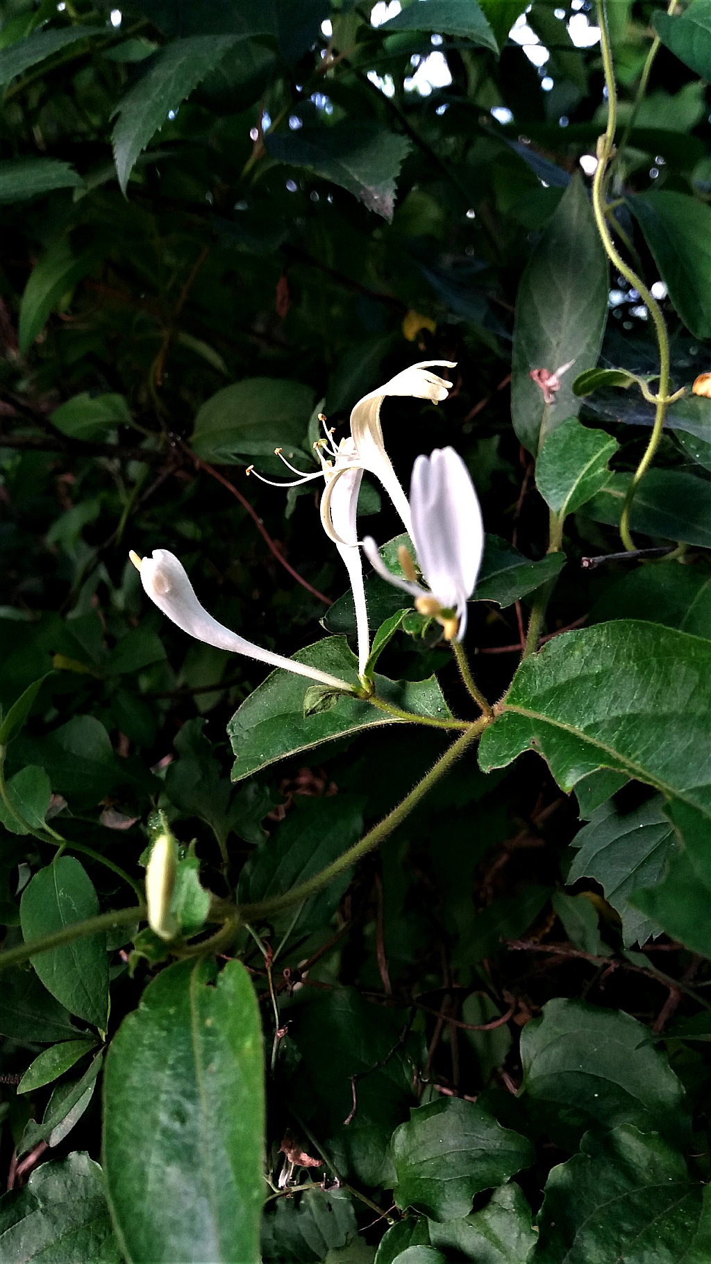 청림원 이미지