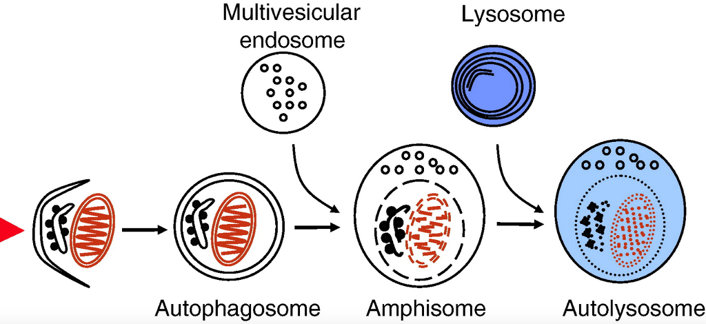 The fusion of autophagosomes and lysosomes is regulated by KDELR